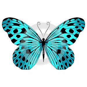 Beautiful exotic butterfly motley blue color.Vector illustration  on a white background.